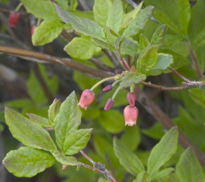 Menziesia ferruginea  Fool's huckleberry