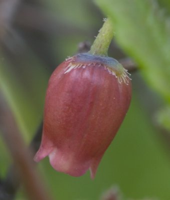 Menziesia ferruginea  Fool's huckleberry