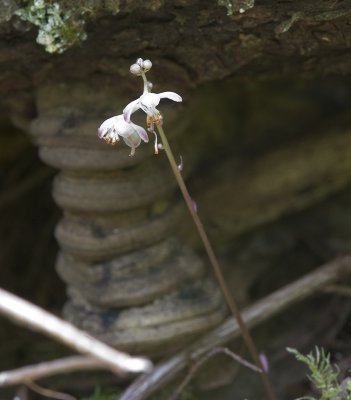 Pyrola aphylla