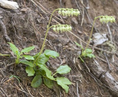 Pyrola secunda