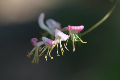 Lonicera hispidula