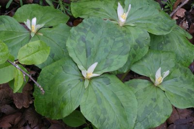 Small flowered trillium  Trillium parviflorum