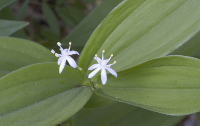 Maianthemum stellatum  Star-flowered solomon's-seal