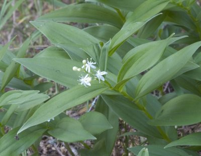 Maianthemum stellatum  Star-flowered solomon's-seal