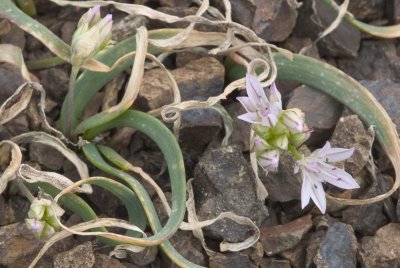 Allium crenulatum Olympic onion