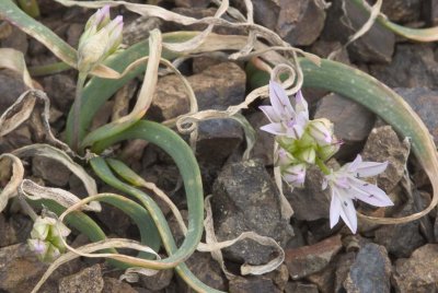 Allium crenulatum  Olympic onion