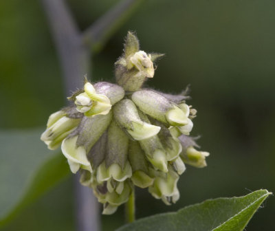 Psoralea physodes (syn. with Ruppertia p.)