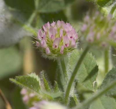 Trifolium microcephalum (not macro)