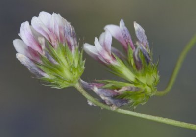 Trifolium variegatum