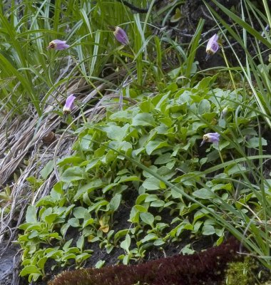 Dodecatheon austrofrigidum  tundra shooting star