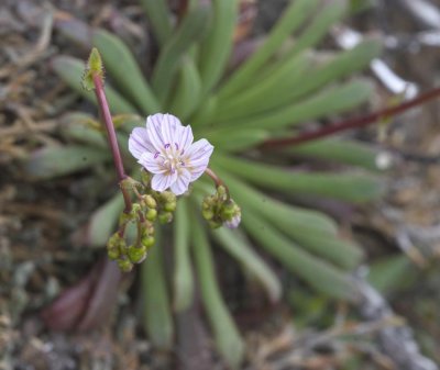 Lewisia columbianum