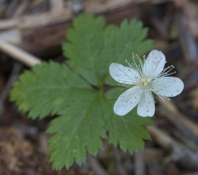 Rubus pedatus