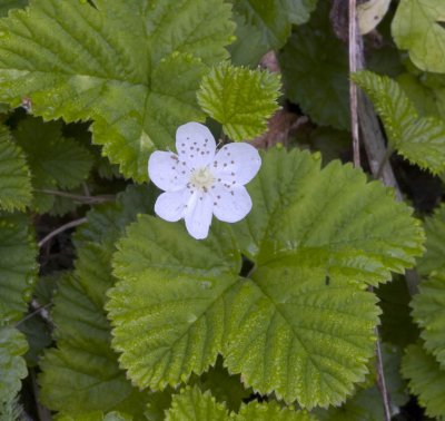 Rubus lasiococcus