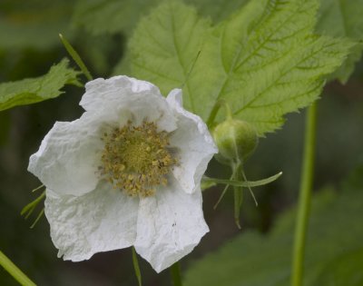 Rubus parviflorus  thimbleberry