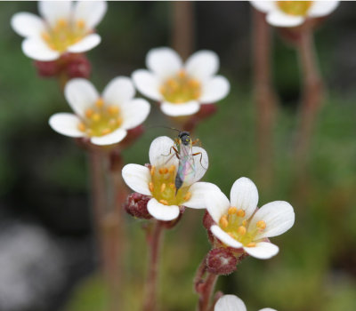 Tufted saxifrage Saxifraga cespitosa