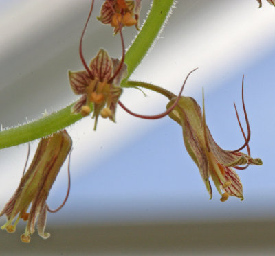 Tolmiea menziesii piggyback-plant