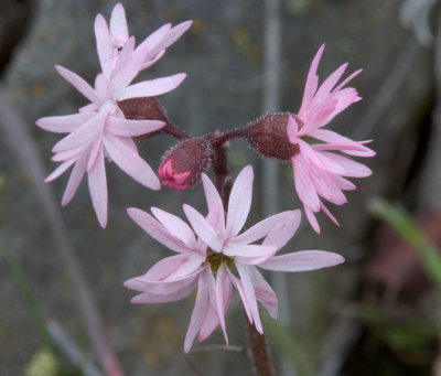 Lithophragma parviflora small-flowered prairie-star