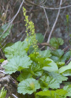 Brewer's miterwort  Mitella breweri