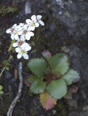 Saxifraga rufidula