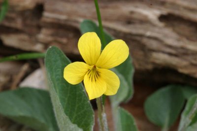 Nuttall's violet Viola nuttallii (syn. with V. preamorsa)