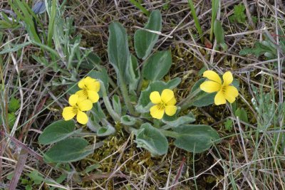 Nuttall's violet   Viola nuttallii (syn. with V. preamorsa)