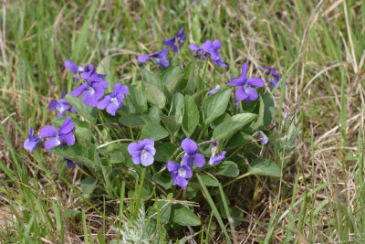 Viola adunca Early blue violet