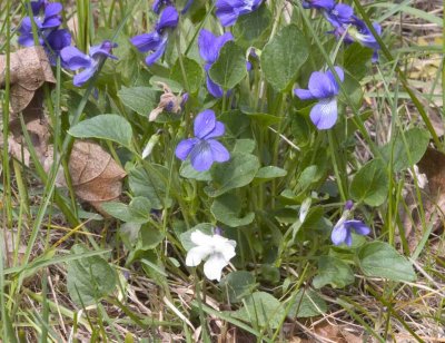 Viola adunca (white form, with purple spur)