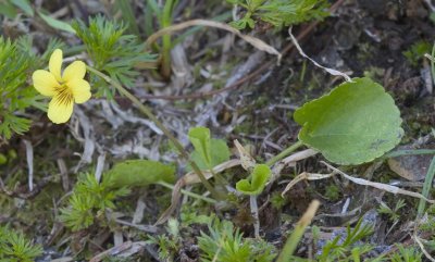 Viola orbiculata