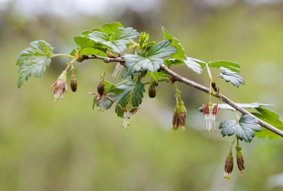 Ribes divaricatum  spreading gooseberry