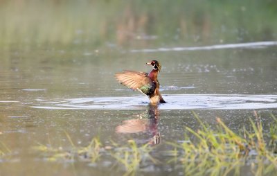 Wood Duck