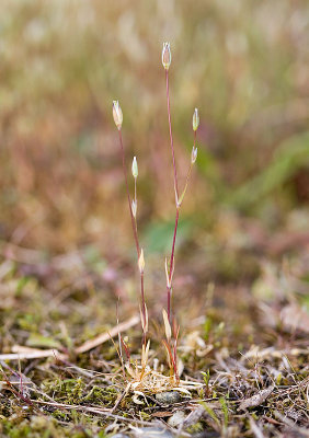 Stellaria nitens