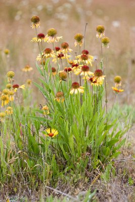 Gaillardia aristata  Blanketflower