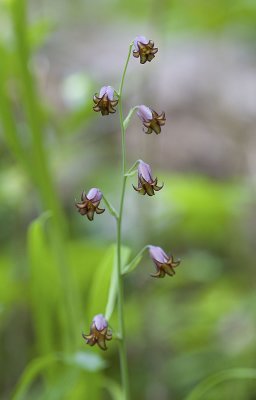 Stenanthium occidentale