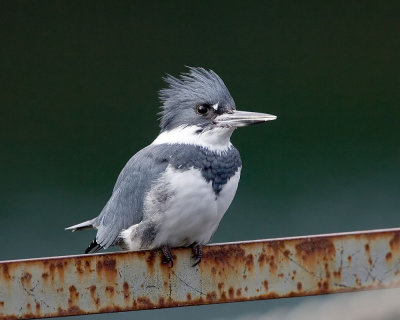 Belted Kingfisher (M)