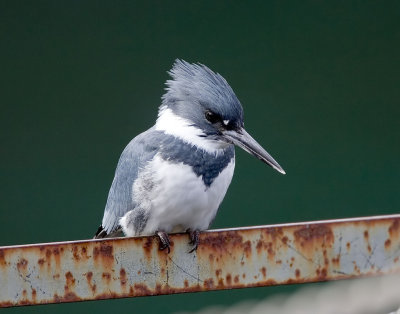 Belted Kingfisher (M)