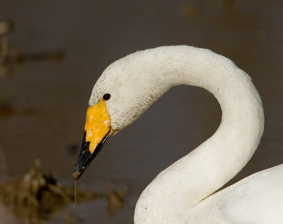 Whooper Swan, Conway, WA