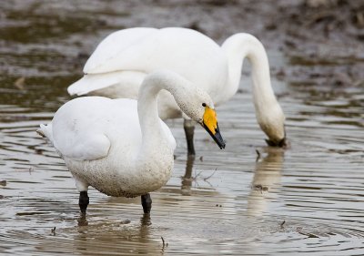 Whooper Swan, Conway, WA