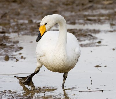Whooper Swan, Conway, WA