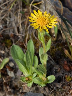 Lyall's goldenweed  Haplopappus (Tonestus) lyallii