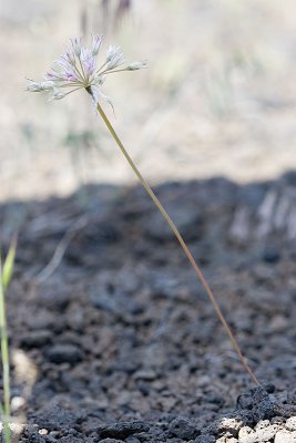 Allium acuminatum  Taper-tip onion