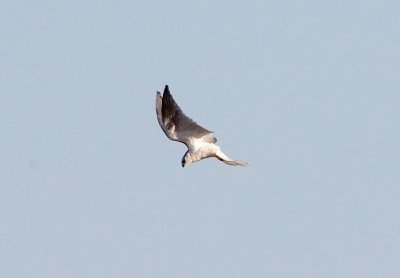 White-tailed Kite free-falling onto prey 1