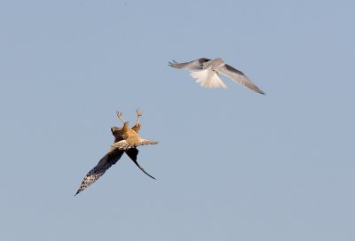 White-tailed Kite and female Northern Harrier