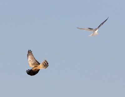 White-tailed Kite and female Northern Harrier
