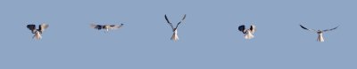 White-tailed Kite hovering over prey (series of 5 photos)