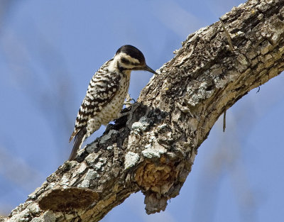Ladder-backed Woodpecker (F)
