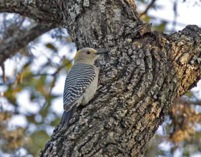 Golden-fronted Woodpecker (F)