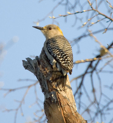 Golden-fronted Woodpecker (F)