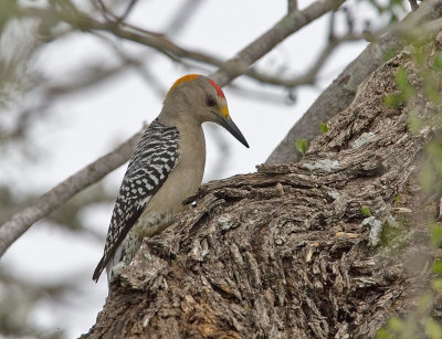 Golden-fronted Woodpecker (M)