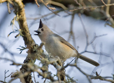 Black-crested Tufted Titmouse