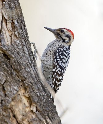 Ladder-backed Woodpecker (M)
